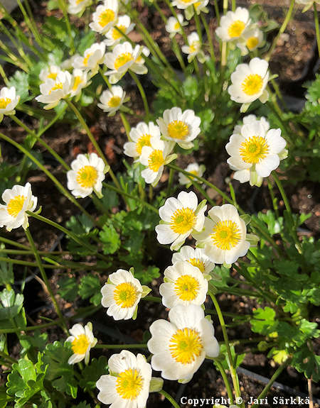 Ranunculus alpestris, alppileinikki